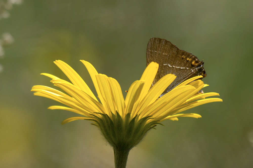 Satyrium spini  Lessinia, Verona