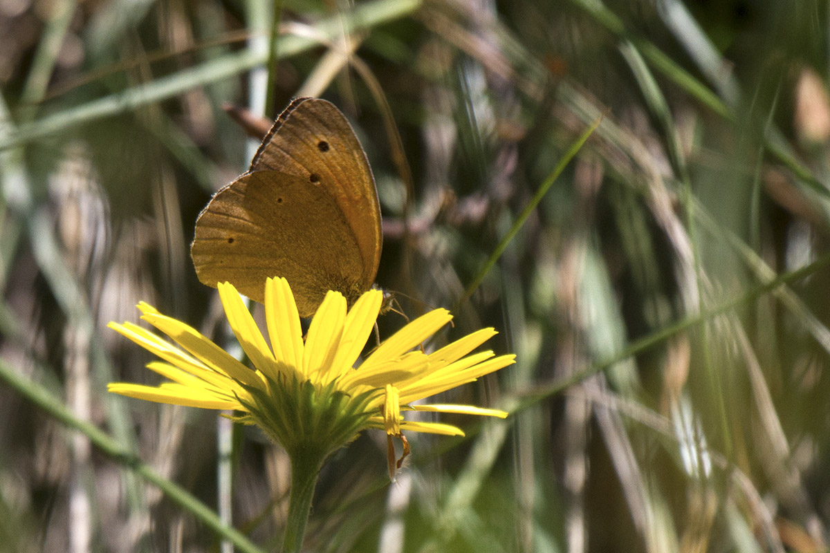 Hyponephele lycaon? - No, Maniola jurtina