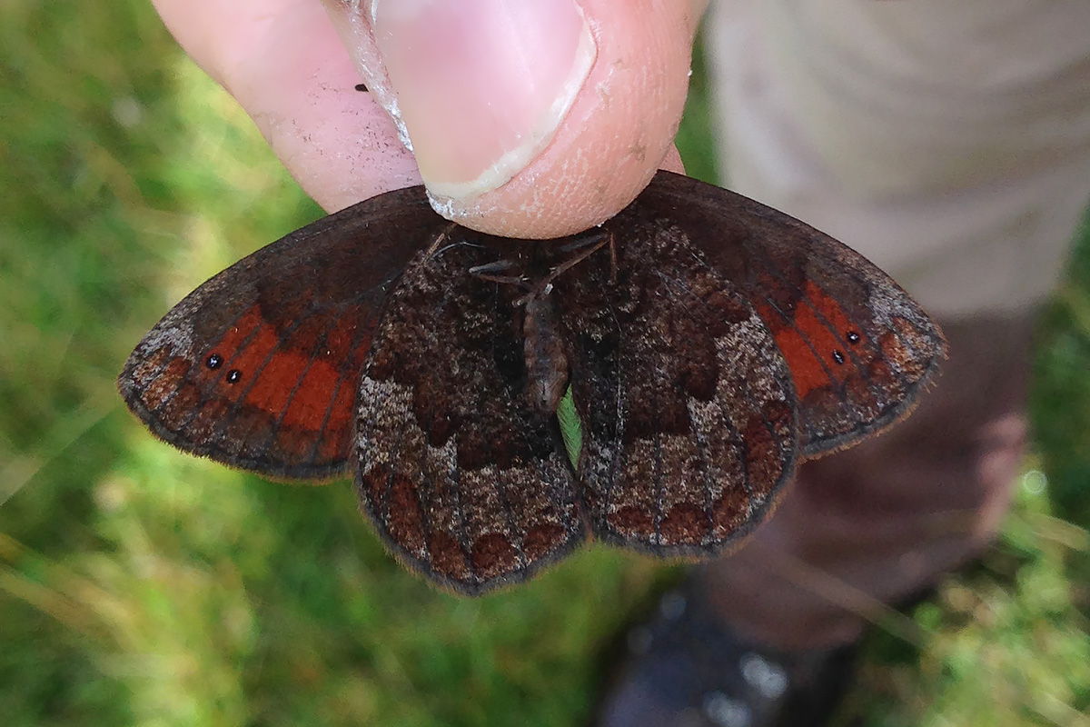 Ancora Erebia aethiops? Verona