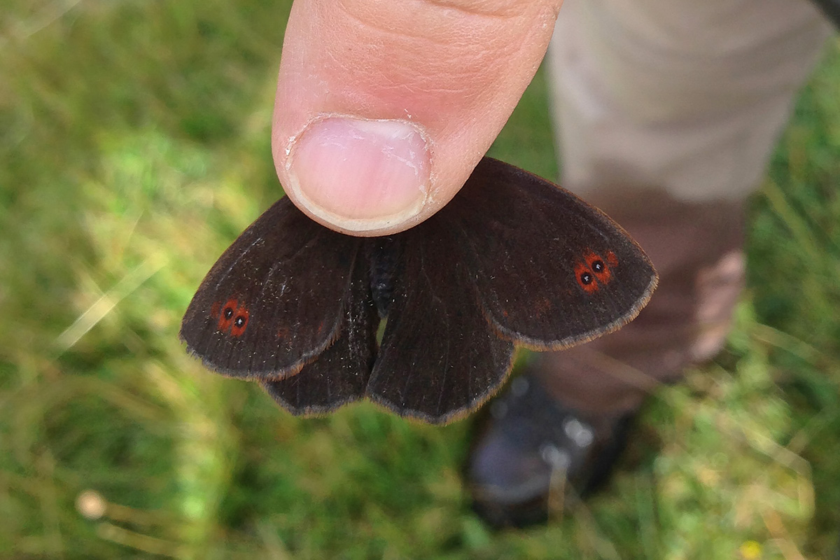 Ancora Erebia aethiops? Verona