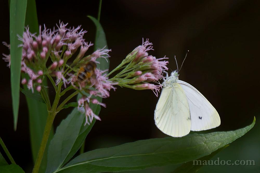 Pieris ID - Lessinia, Verona