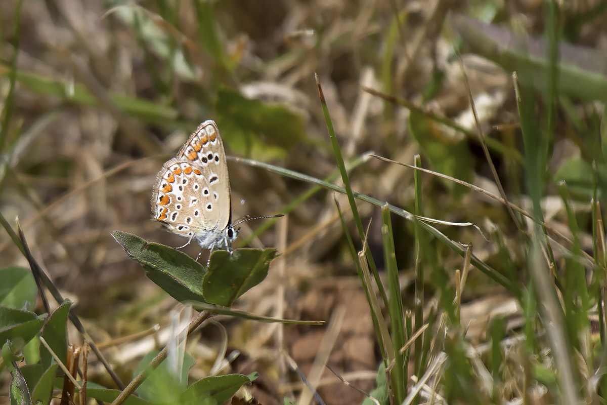 Polyommatus icarus? Verona