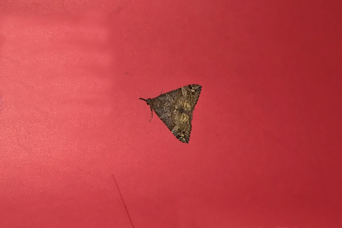 Hypena obsitalis (Erebidae) e Peribatodes rhomboidaria (Geometridae)