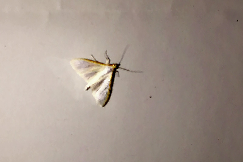 Palpita vitrealis (Crambidae) (da Verona)