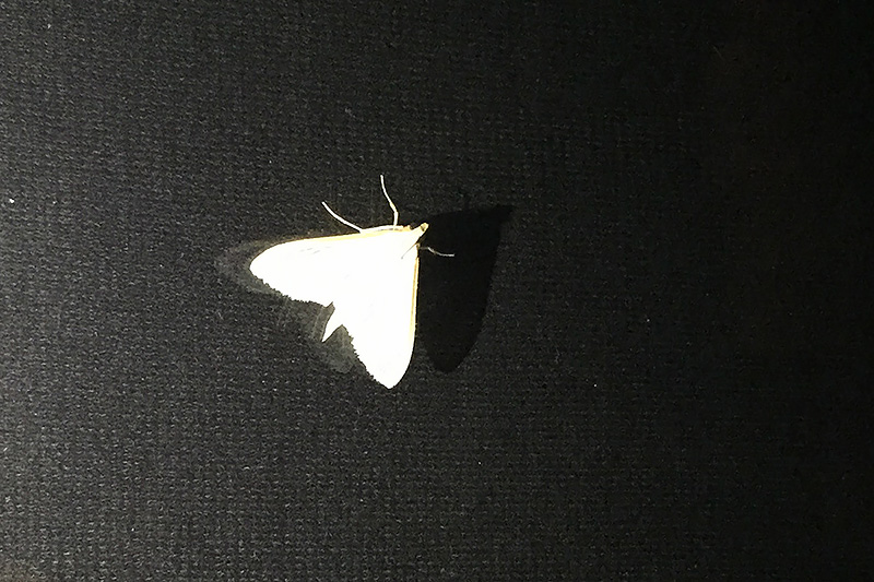 Palpita vitrealis (Crambidae) (da Verona)