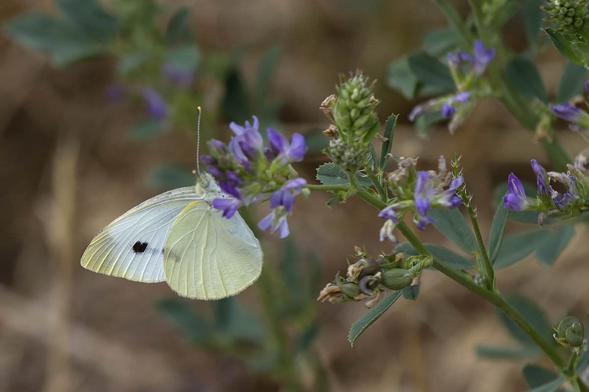 Pieris napi? No, Pieris rapae