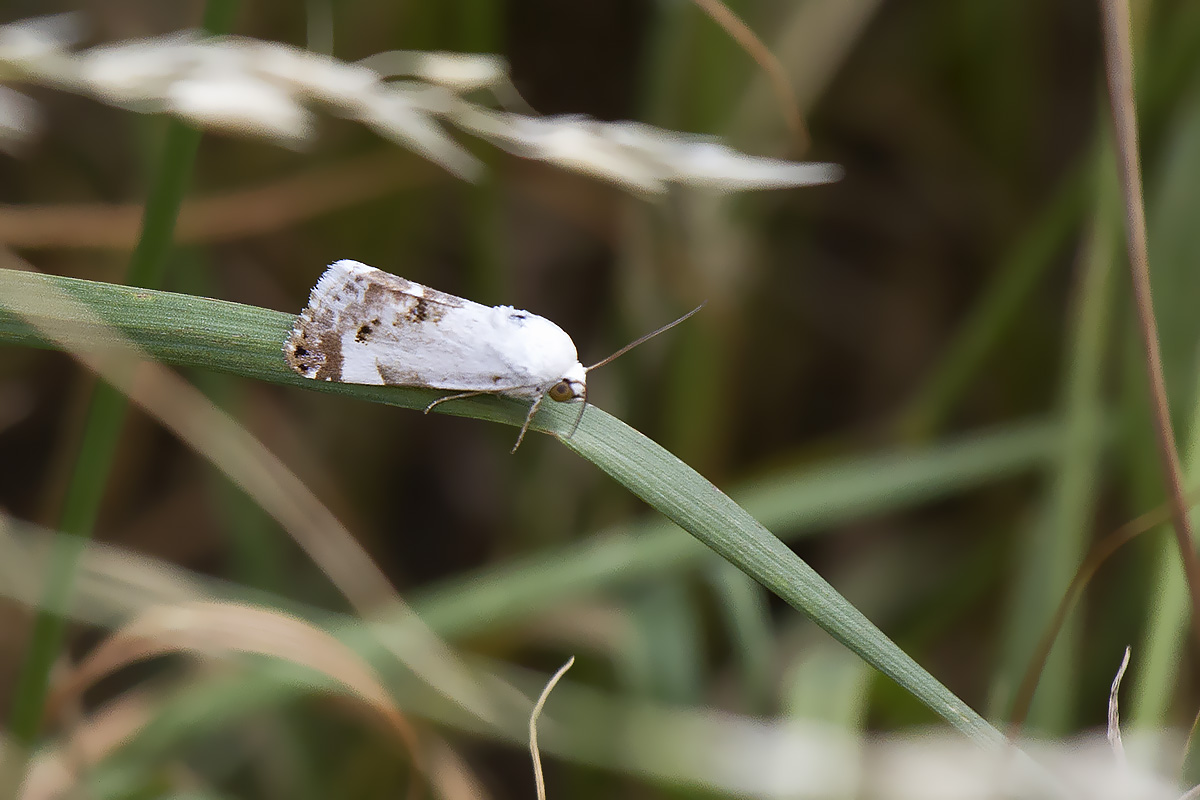 Falena da ID, Verona - Acontia lucida