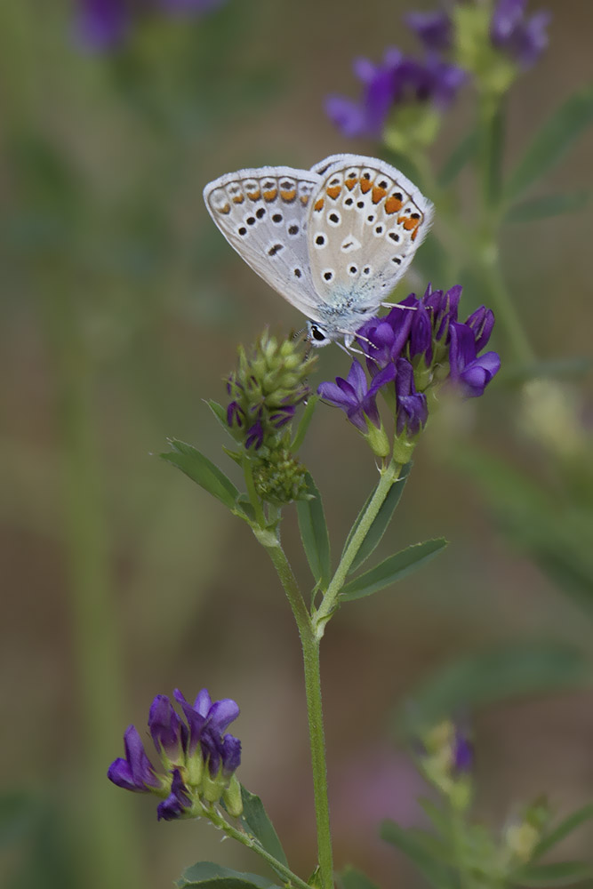 Polyommatus icarus? Verona