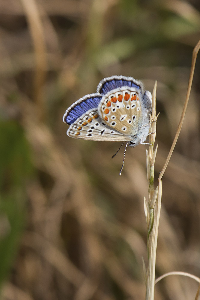 Polyommatus icarus? Verona