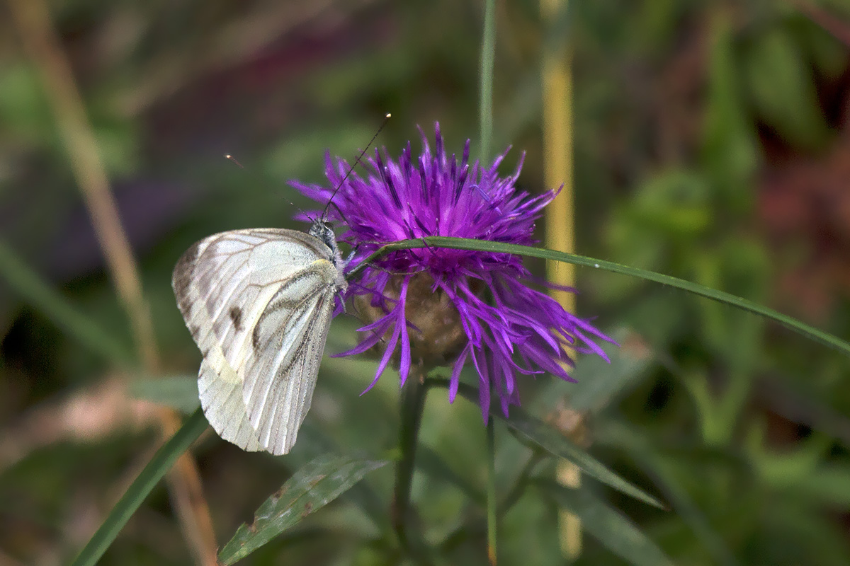 Pieris? Monte Baldo Verona