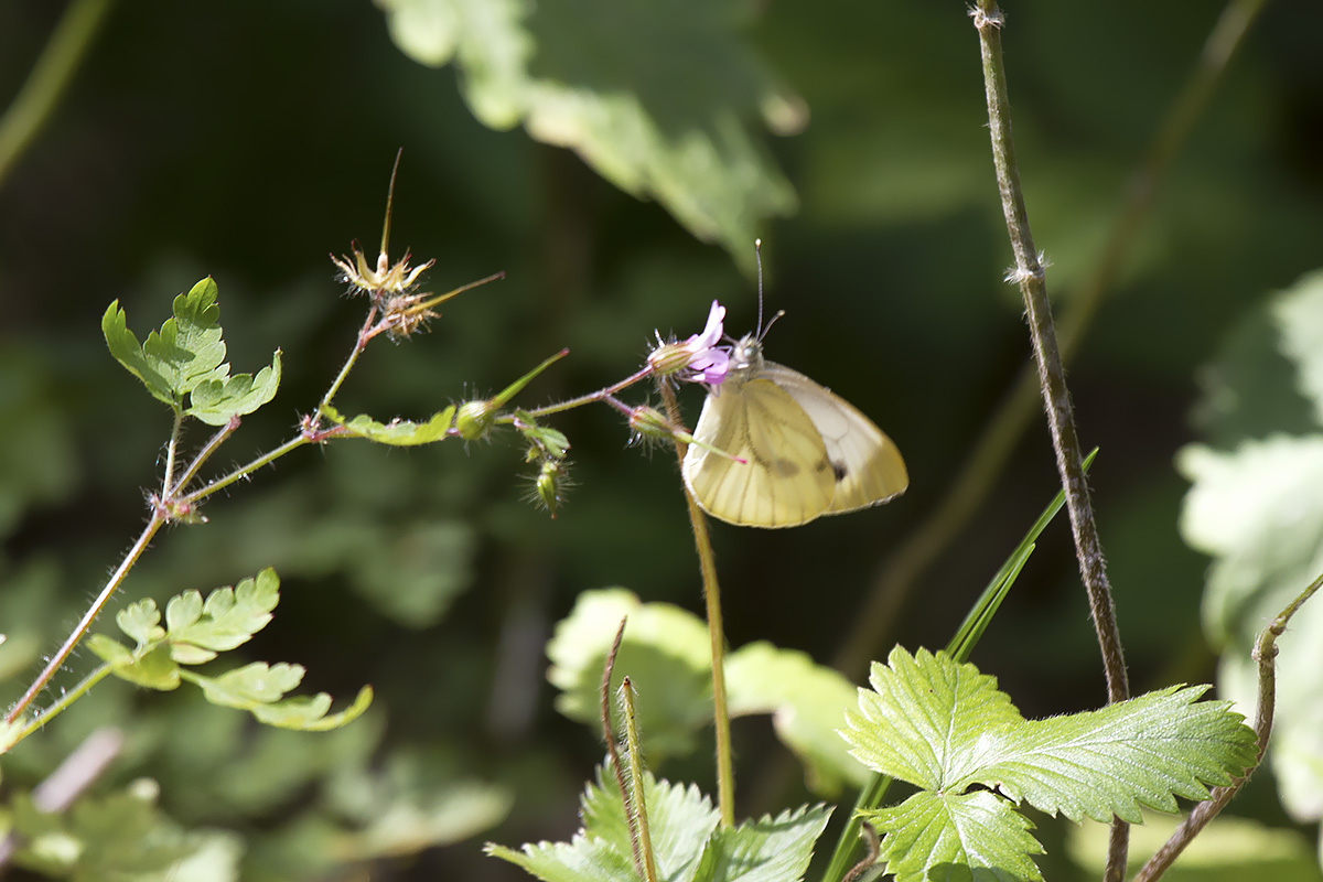 Pieris? Monte Baldo Verona