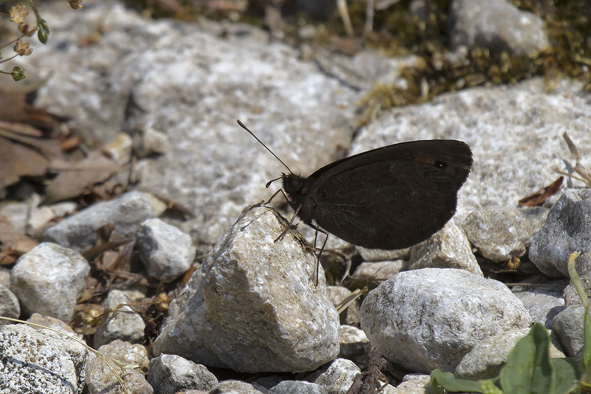 Erebiae affair - Monte Baldo, Verona