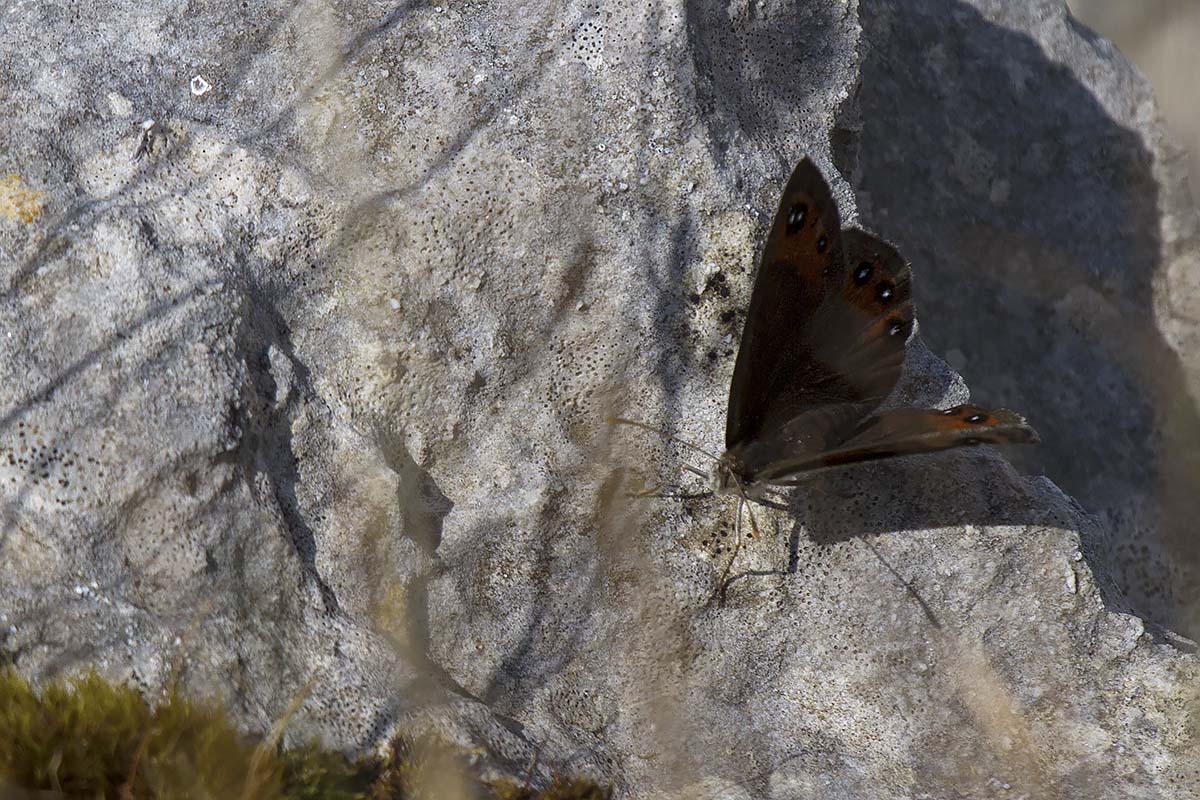 Erebiae affair - Monte Baldo, Verona