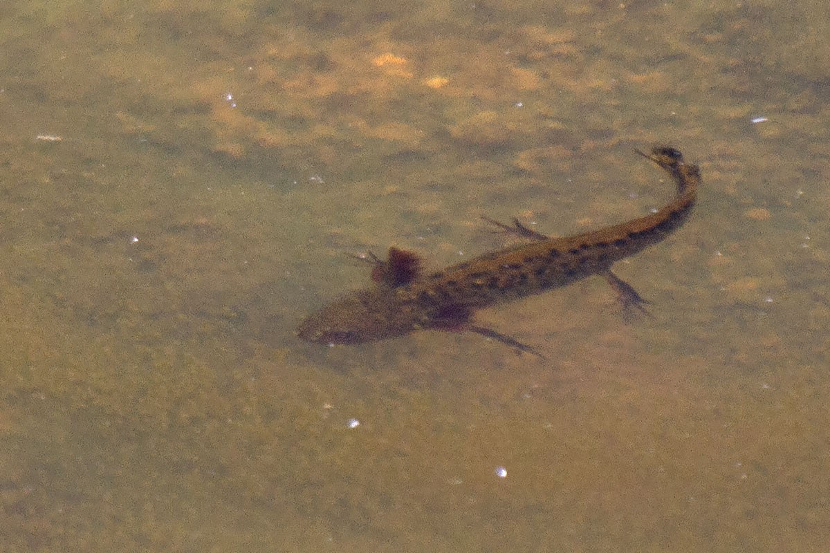 Quale tritone - Triturus carnifex, larva