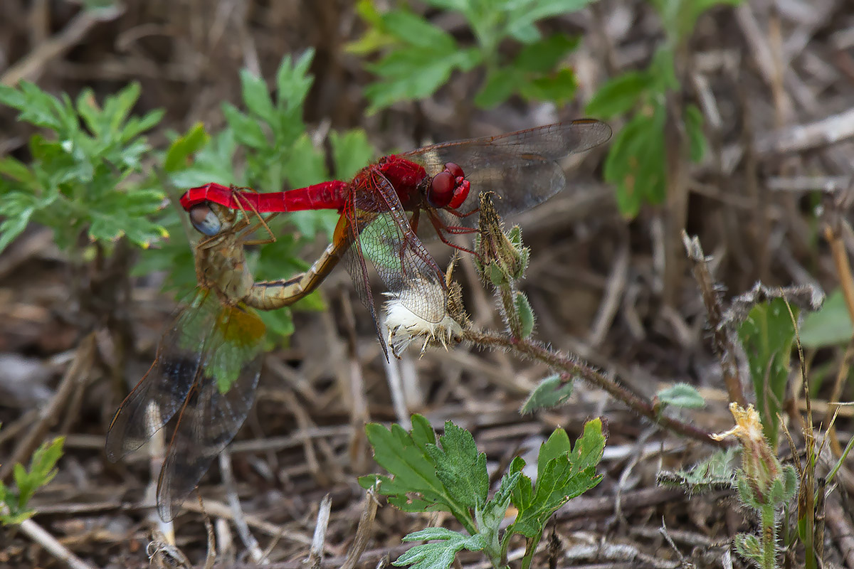 Sympetrum fonscolombii?  No,  Crocothemis erythraea