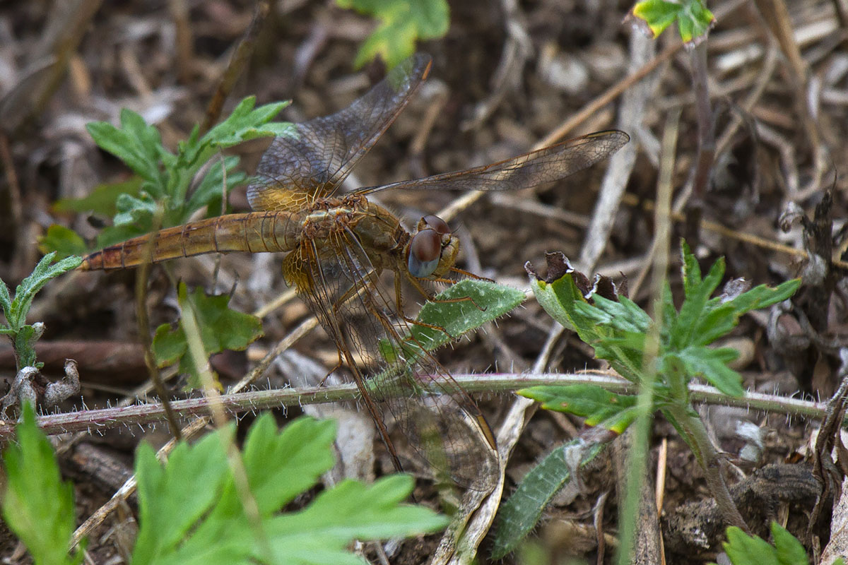 Sympetrum fonscolombii?  No,  Crocothemis erythraea