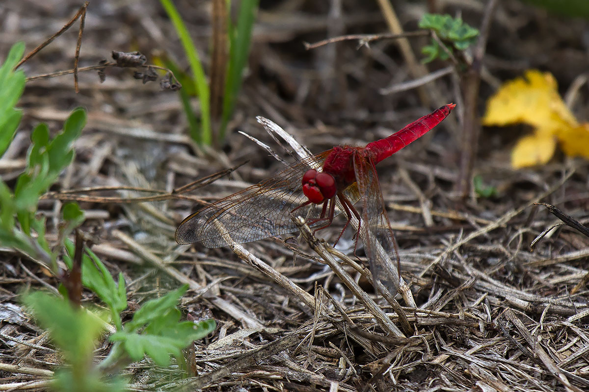 Sympetrum fonscolombii?  No,  Crocothemis erythraea