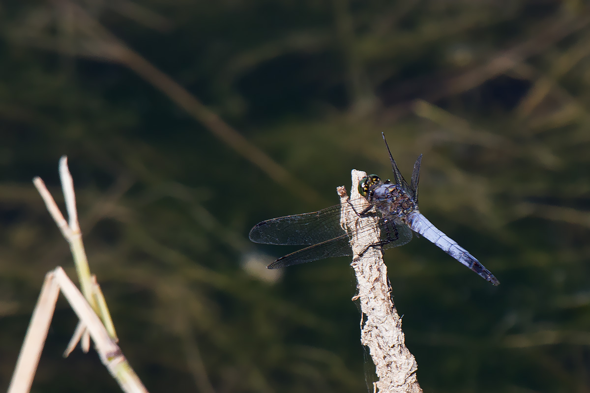 Valle Vecchia (VE) : Orthetrum coerulescens e cancellatum