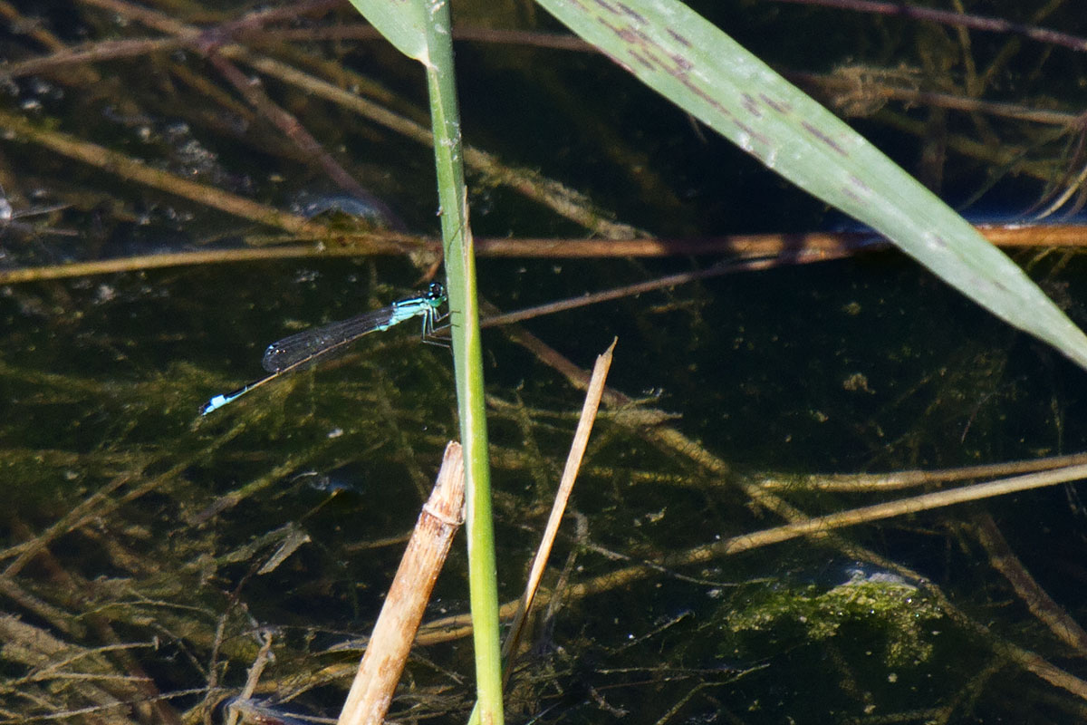 damigelle di Valle Vecchia (VE): Ischnura elegans