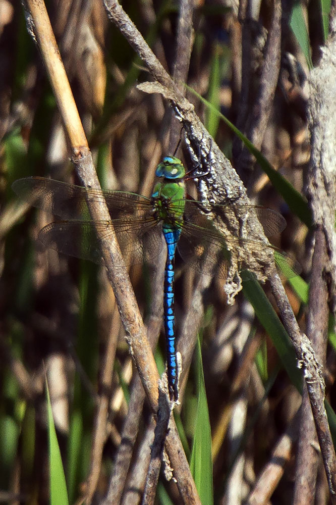 maschio di Anax parthenope