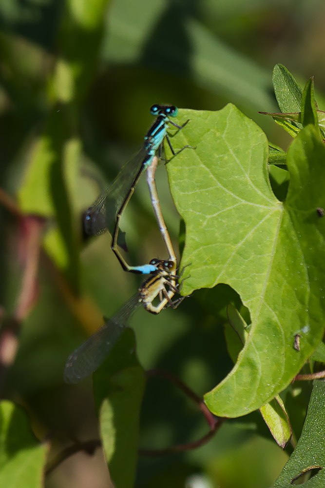 damigelle di Valle Vecchia (VE): Ischnura elegans