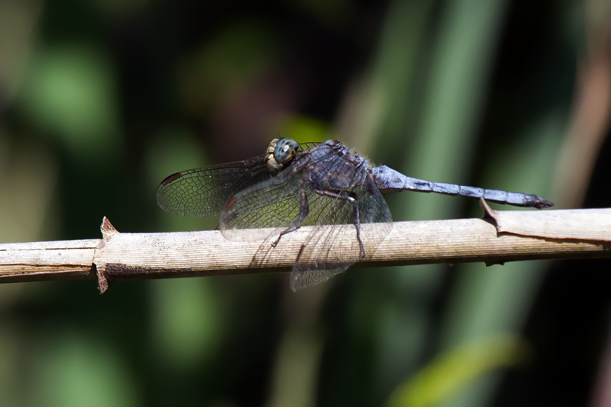 Valle Vecchia (VE) : Orthetrum coerulescens e cancellatum