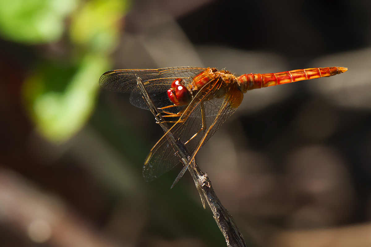 Crocothemis erythraea: maschio immaturo