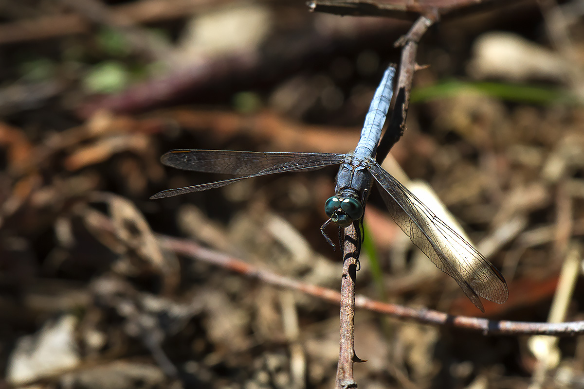 Valle Vecchia (VE) : Orthetrum coerulescens e cancellatum