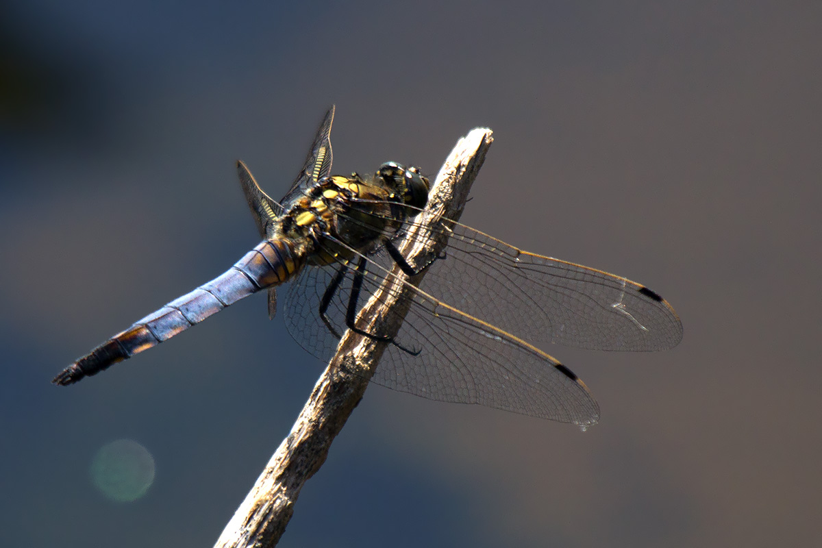 Valle Vecchia (VE) : Orthetrum coerulescens e cancellatum