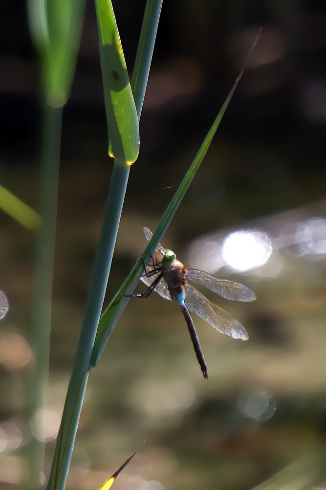 maschio di Anax parthenope