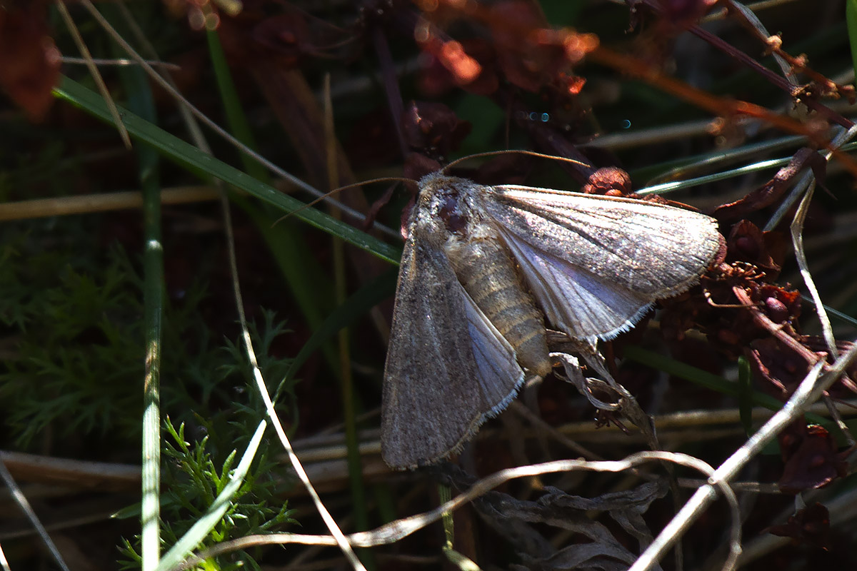 Noctuidae? Verona