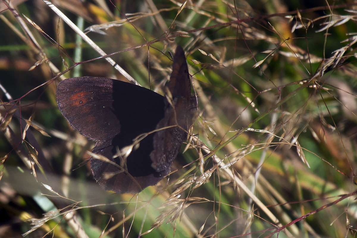 Erebia pronoe -  Lessinia, Verona