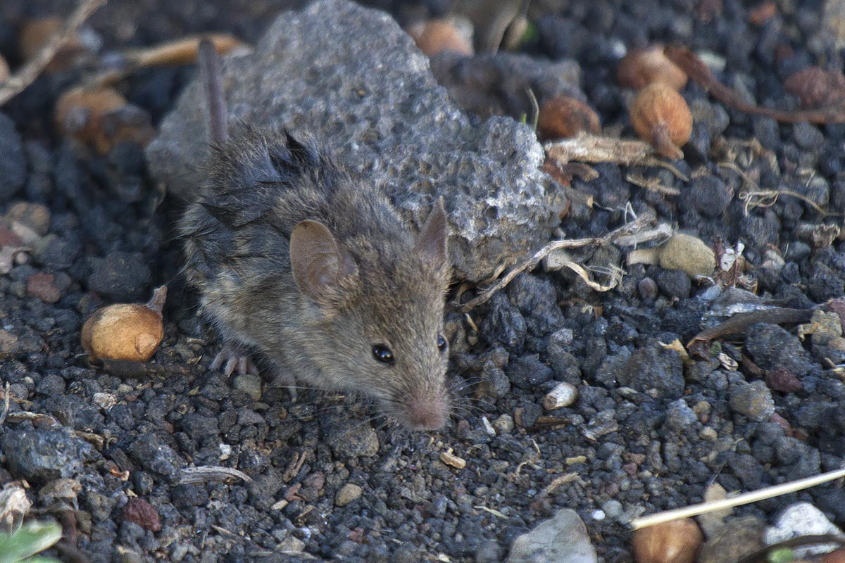 Mus musculus e Rattus rattus... Linosa