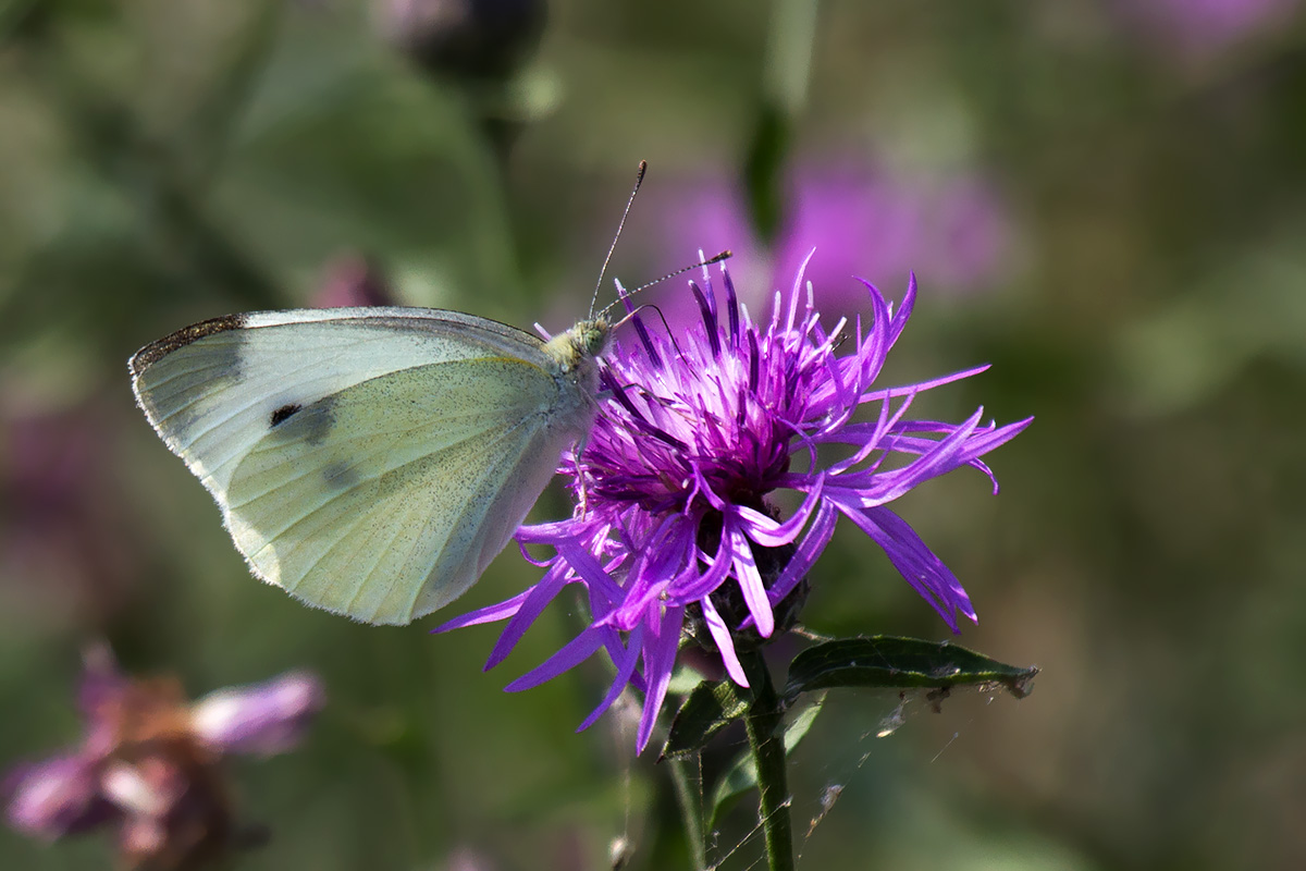 Pieris rapae - Verona