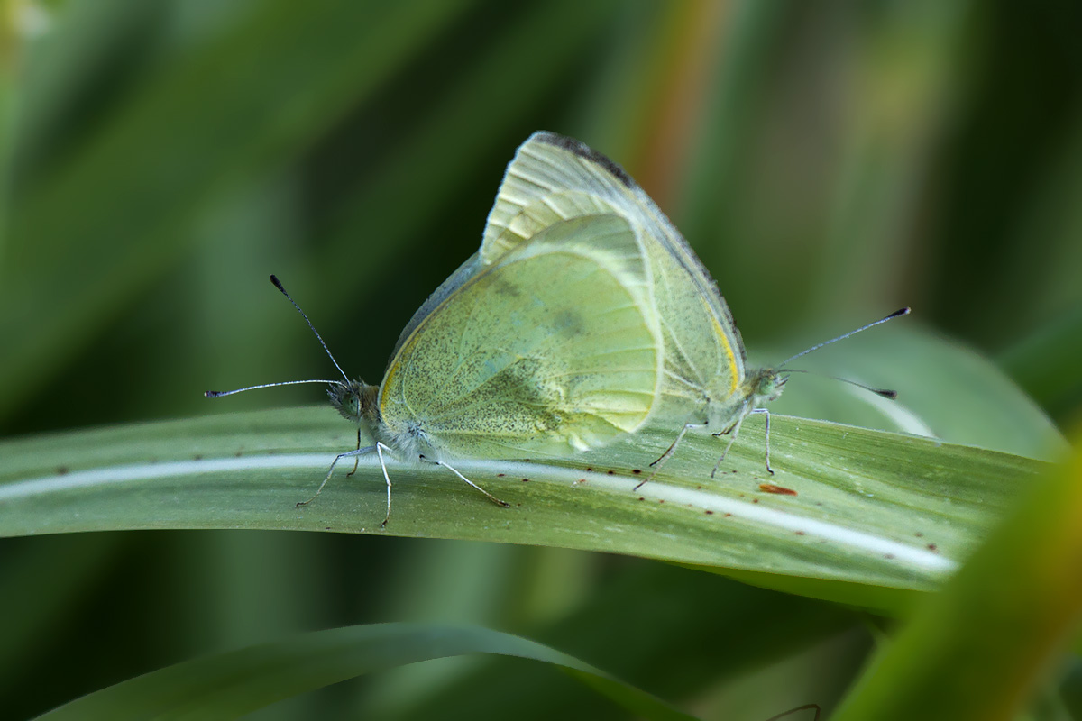 Pieris rapae - Verona