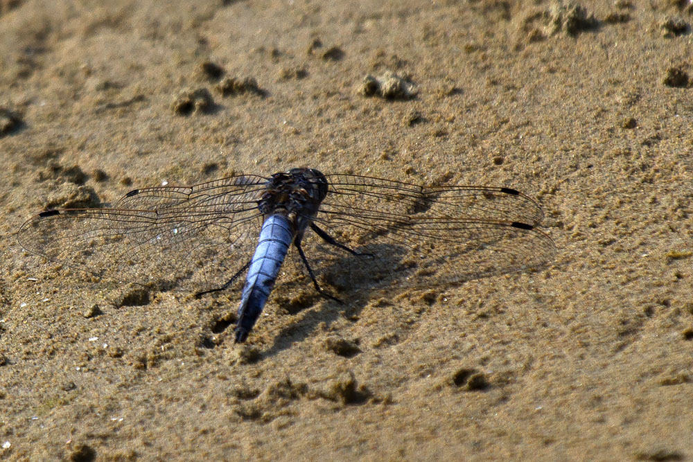 Orthetrum cancellatum -  Lago di Garda (VR)