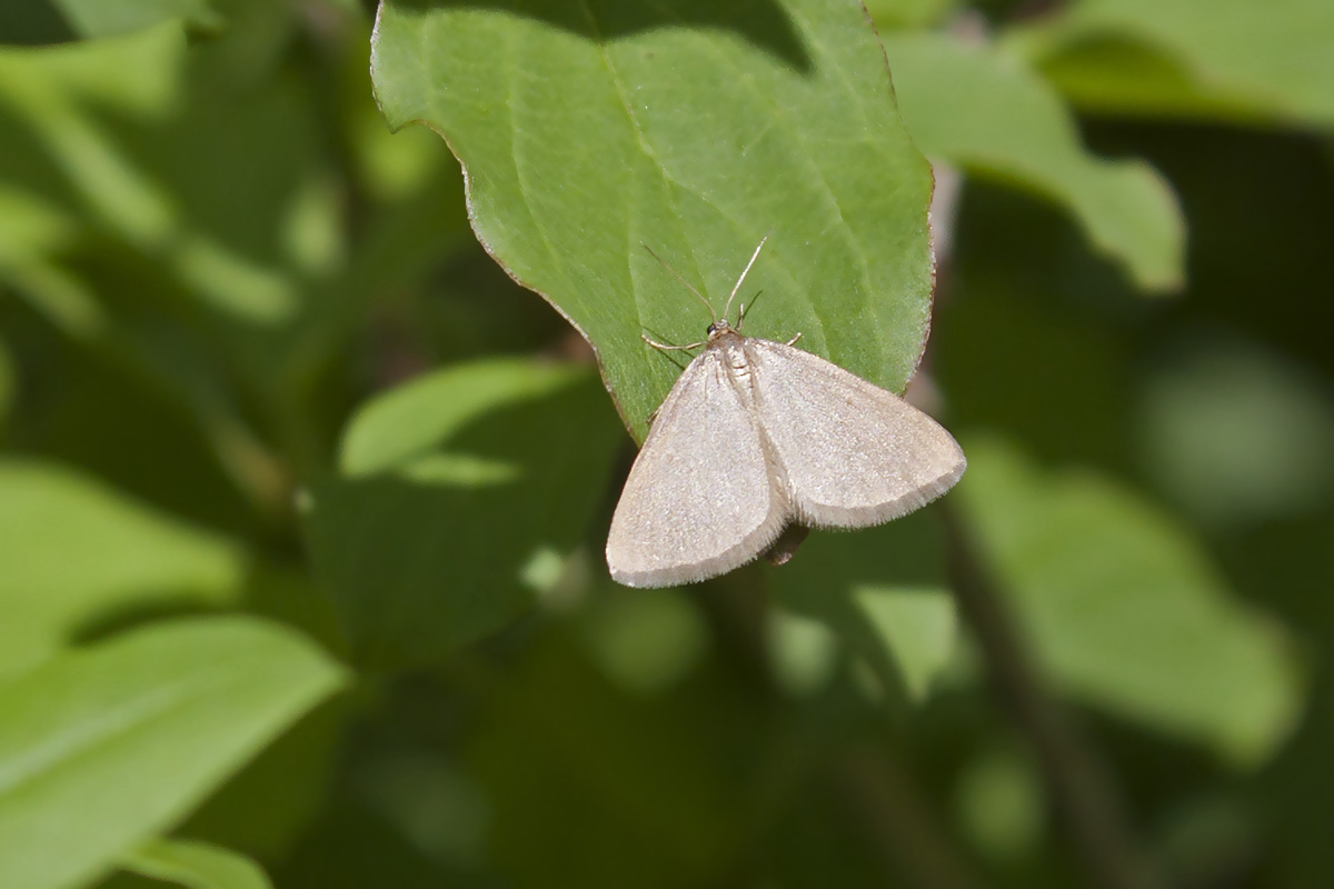 Farfalla da identificare, Belluno 4