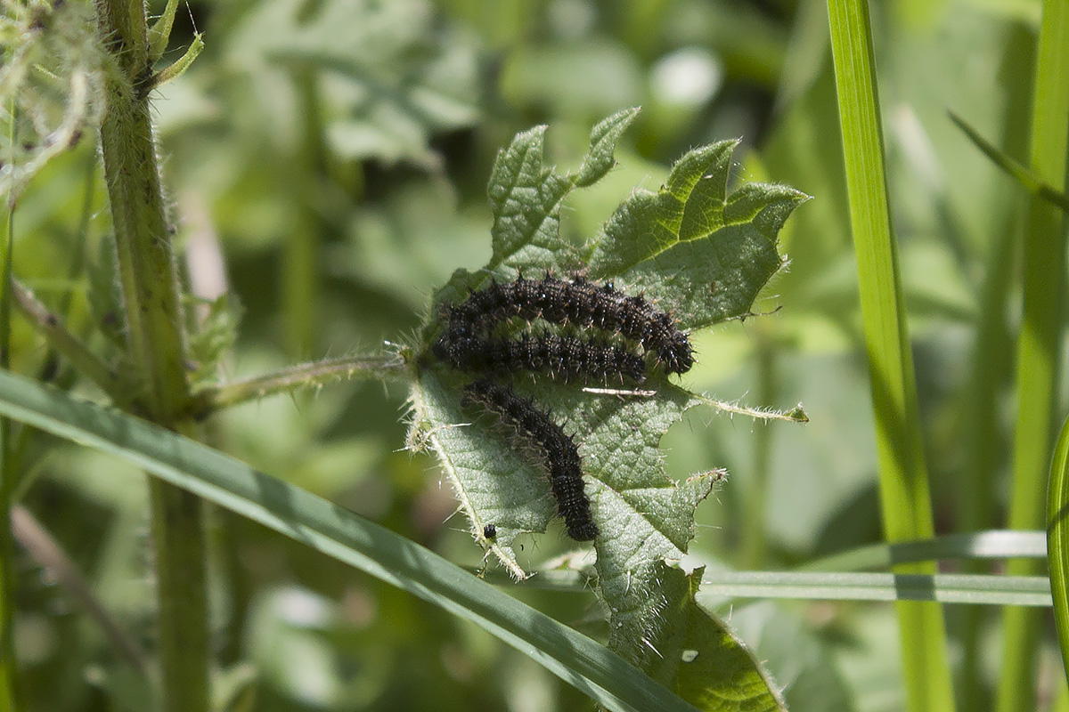 Da identificare: bruco?