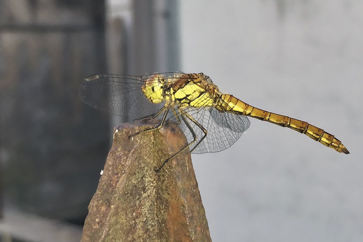 maschio immaturo di Sympetrum striolatum