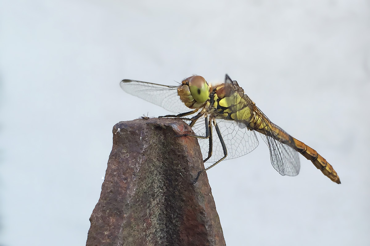 maschio immaturo di Sympetrum striolatum