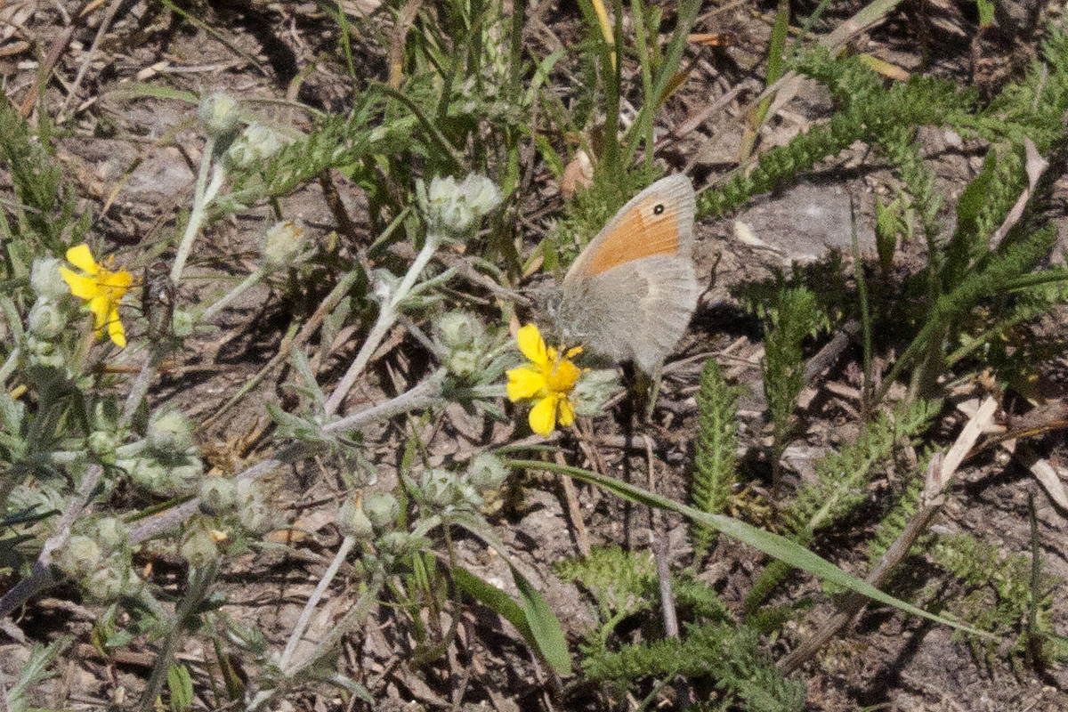 Coenonympha pamphilus