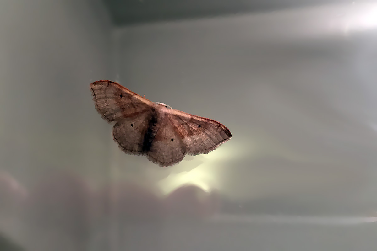 Idaea degeneraria - Verona