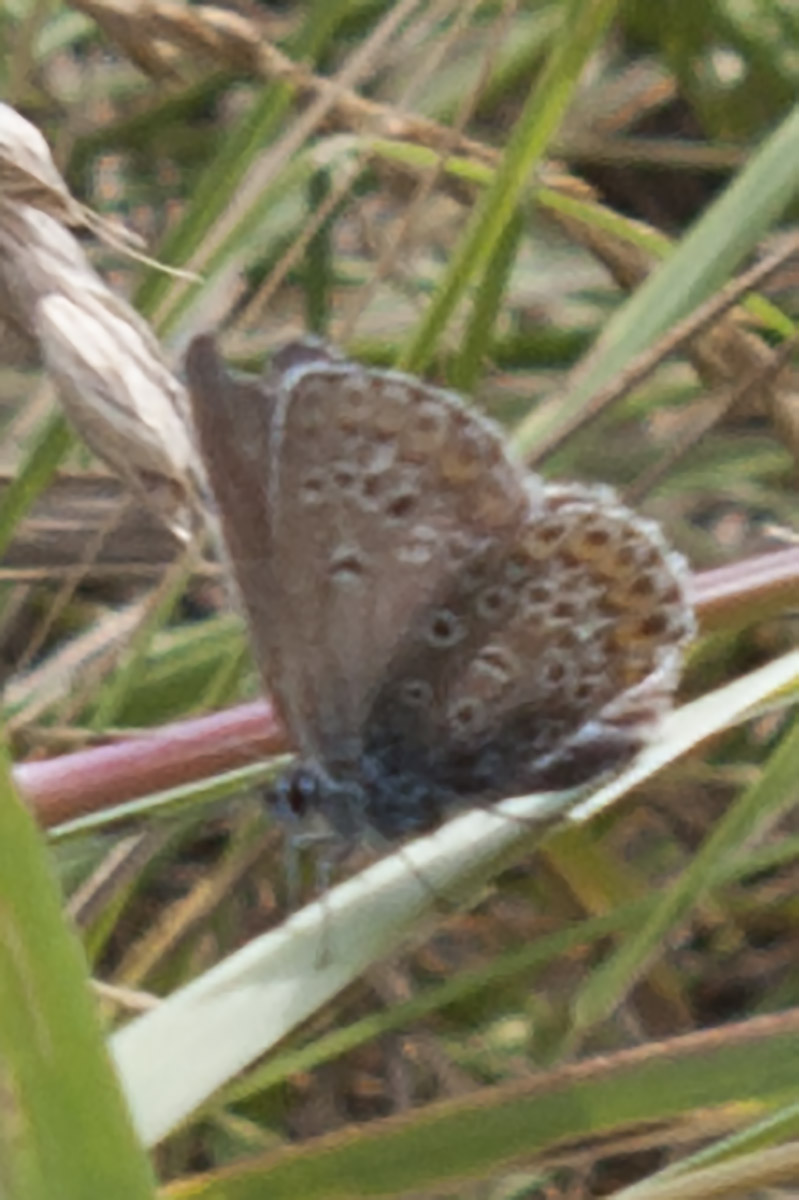 Polyommatina?