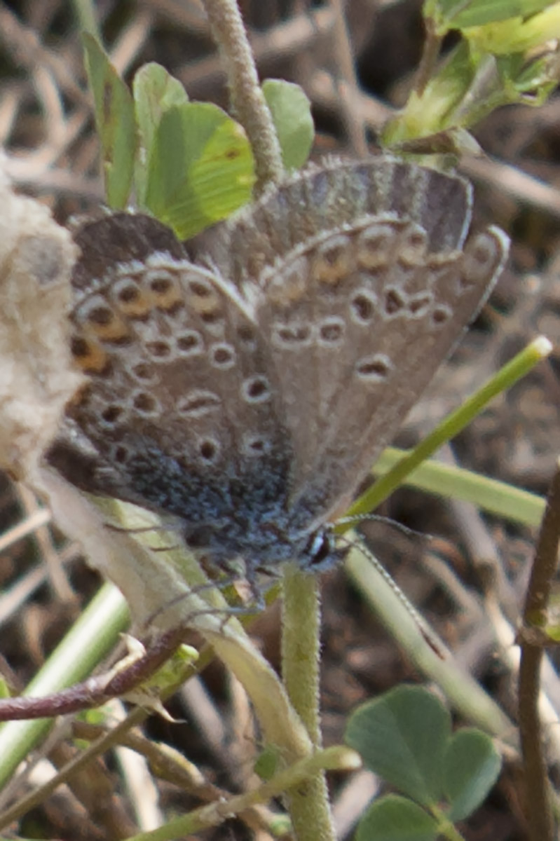 Polyommatina?