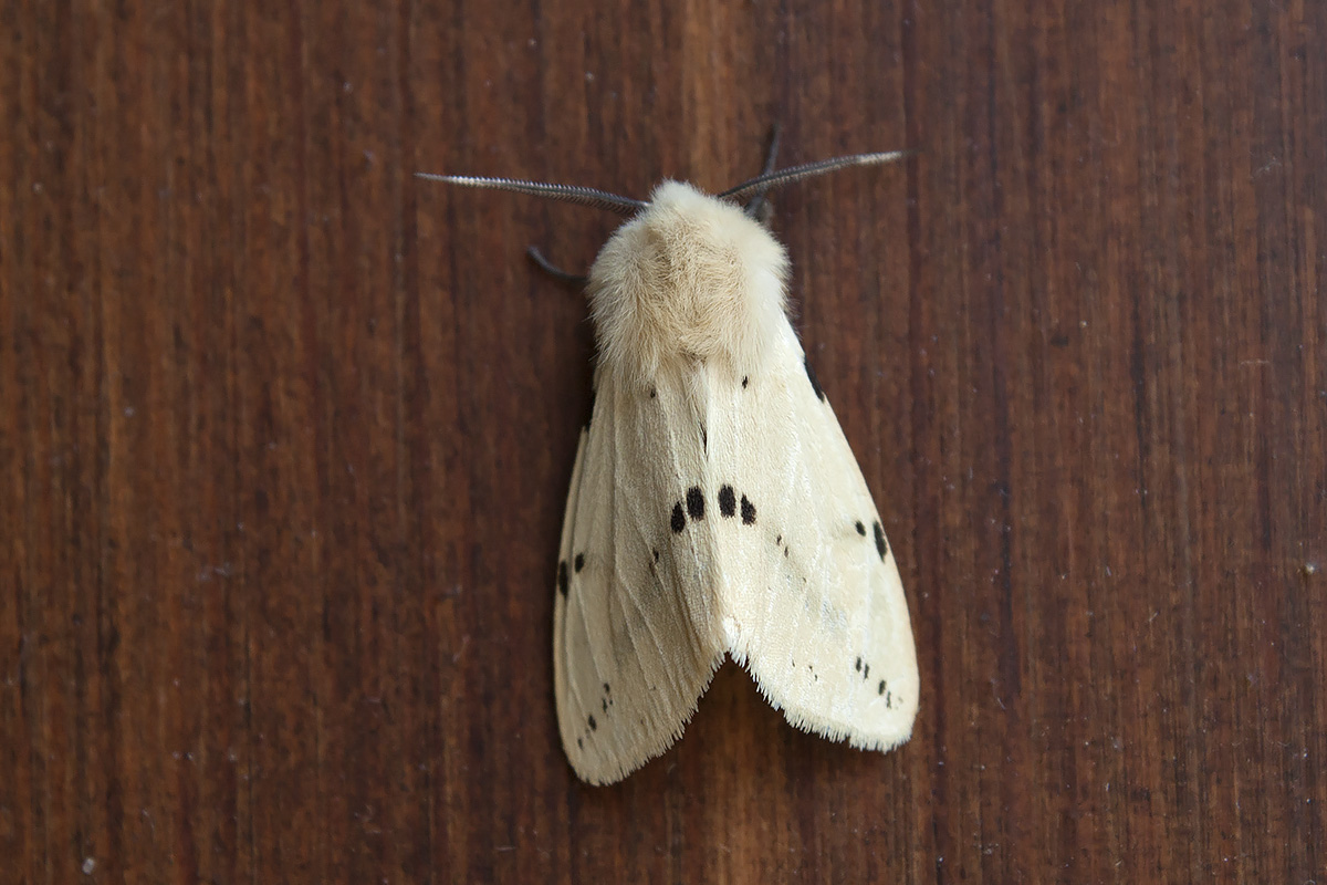 Falena da ID, Verona - Spilosoma lutea