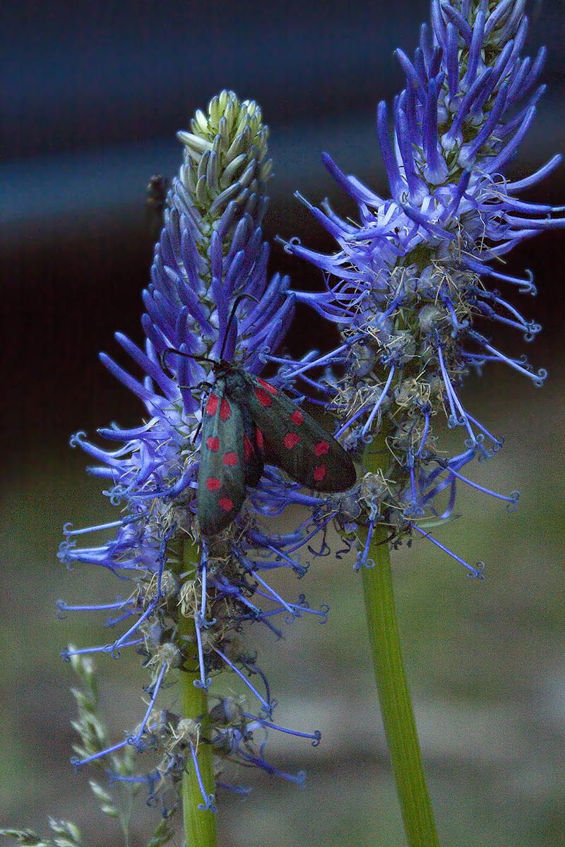 ID Zygaena(?) - Val Venosta (BZ)