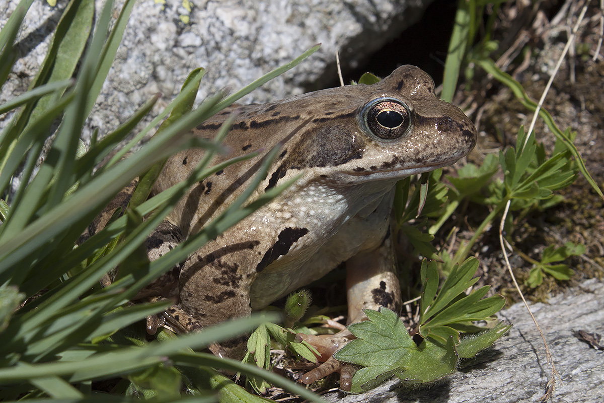 ID: Rana temporaria (Stelvio)