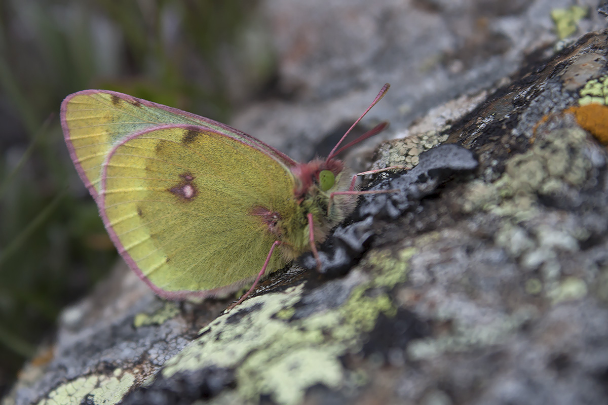 Colias sp. - Val Mazia (BZ)