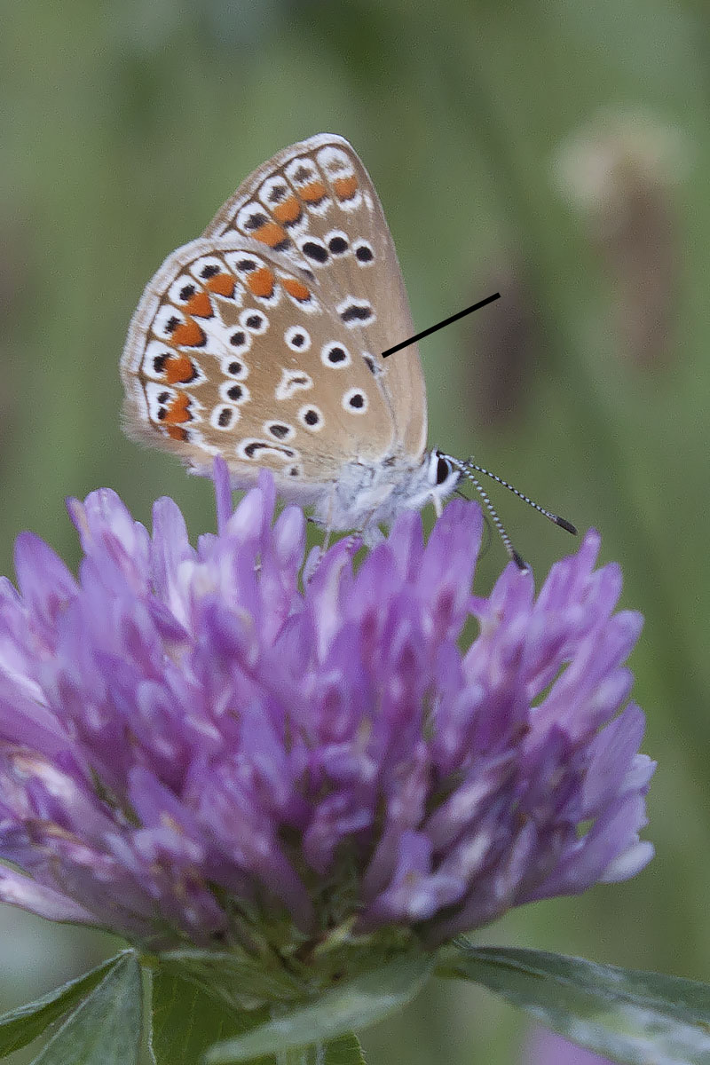 P. argyrognomon? Verona