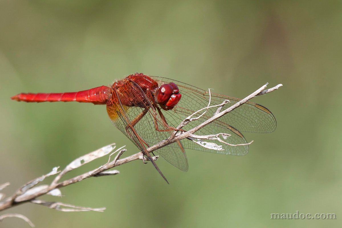 Libellula ID#2 - Pavia